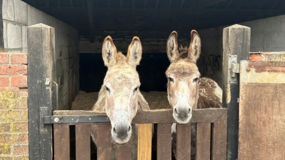 Timothy and Cain in vet stable 