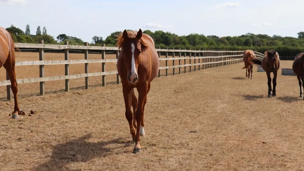 Photo of Echo the young horse walking towards the camera