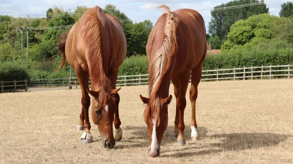 Echo with his mother Electra after his surgery.