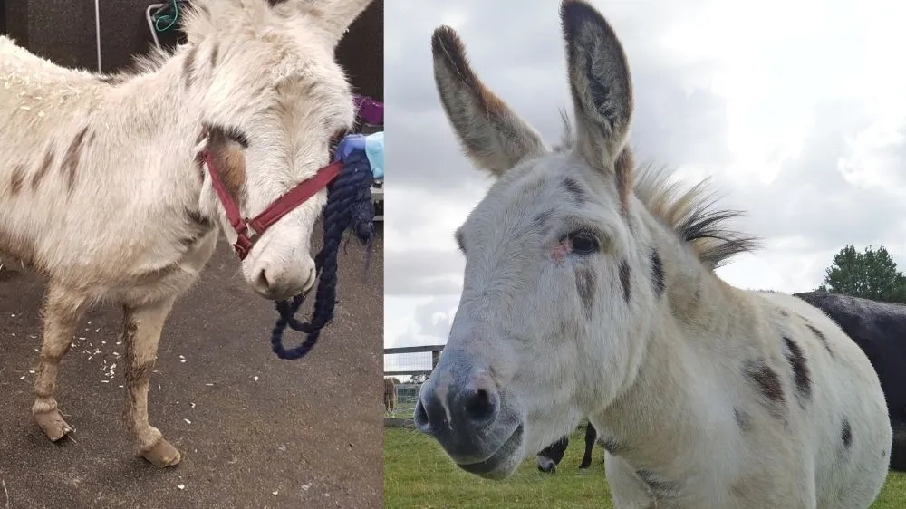 Dotty donkey before and after