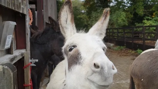 Dotty the donkey