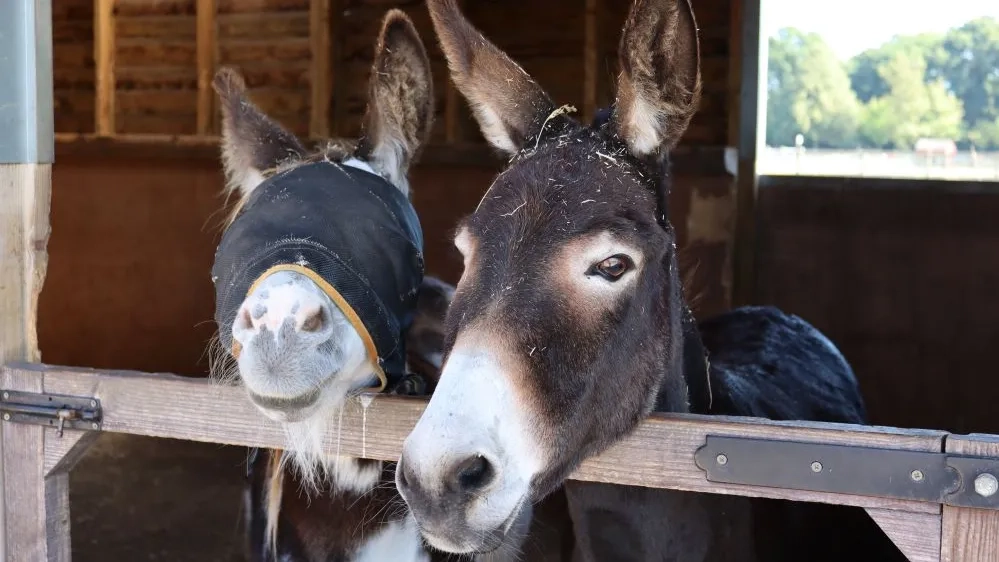 Photo of Martha and Esther (donkeys) looking over a stable door.