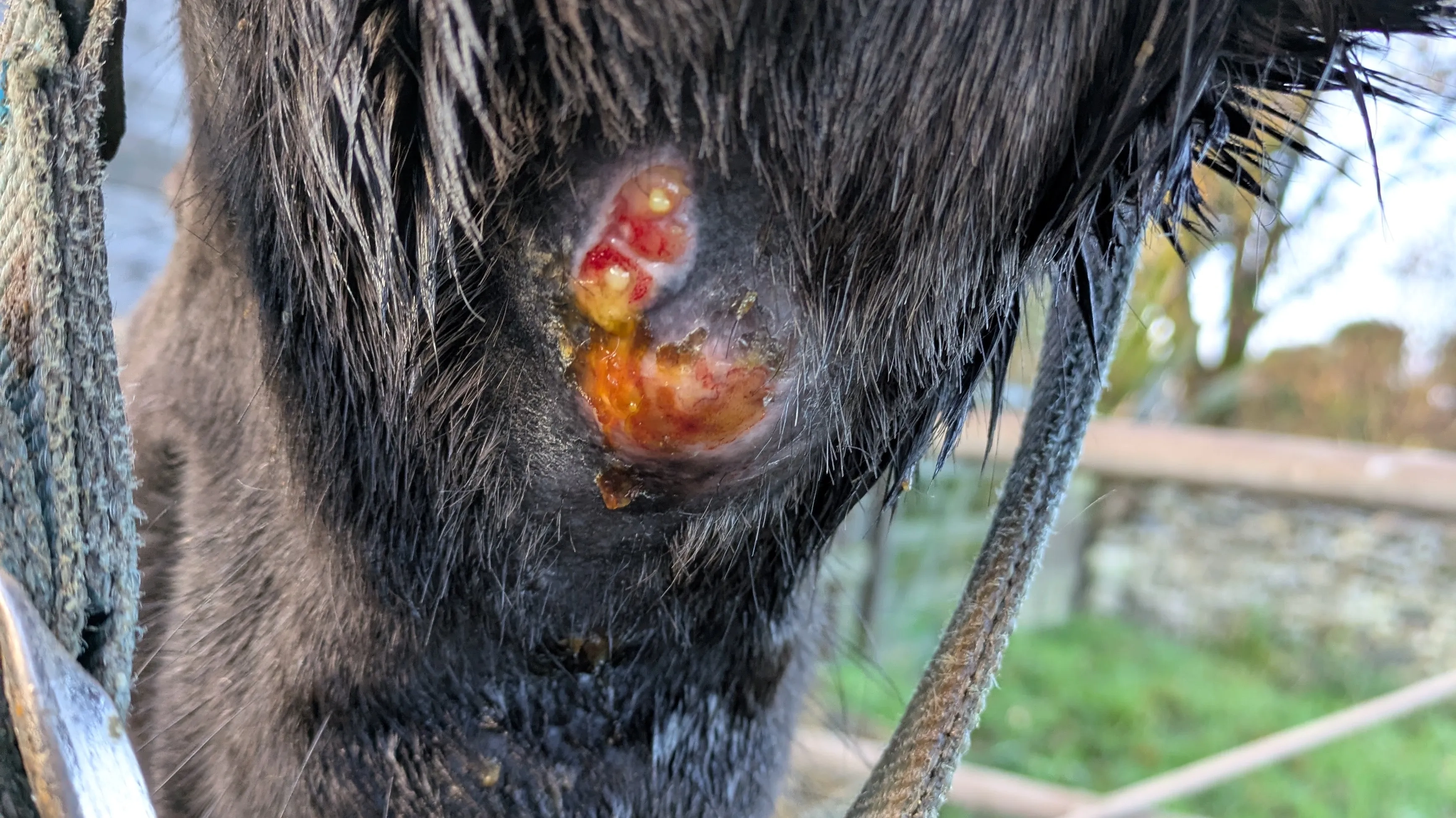 Lucy's infected wound