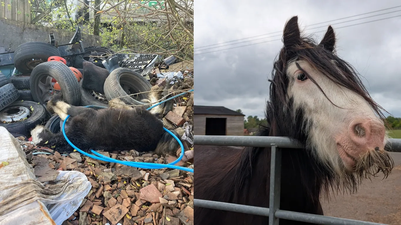 Left: photo of Barney when he was found on a pile of rubble. Right: Barney now, a healthy pony.