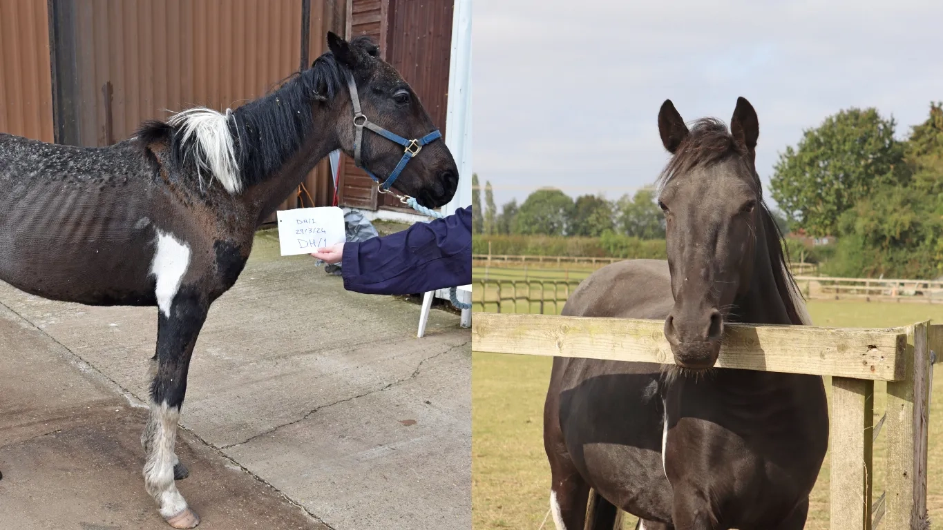 Left: Nimbus when he arrived, very thin and with rain scald. Right: Nimbus now, stood in a field and healthy.
