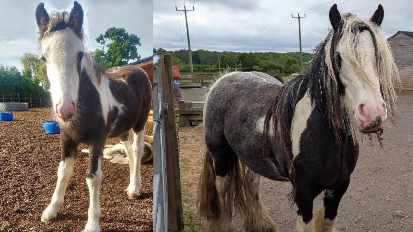 Left: Pretzel as a foal. Right: Pretzel grown up at Redwings