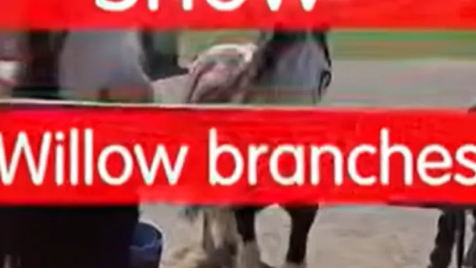 screenshot from the willow branch fun food show video