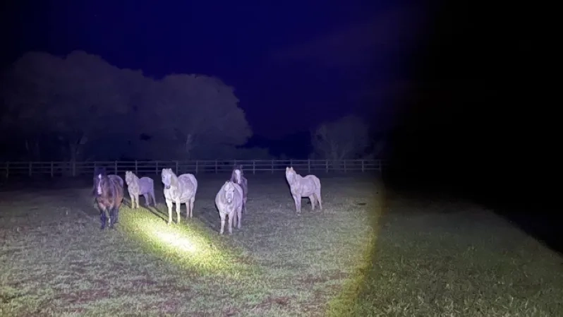 Horses stood in a field in the dark with a torch shining at them