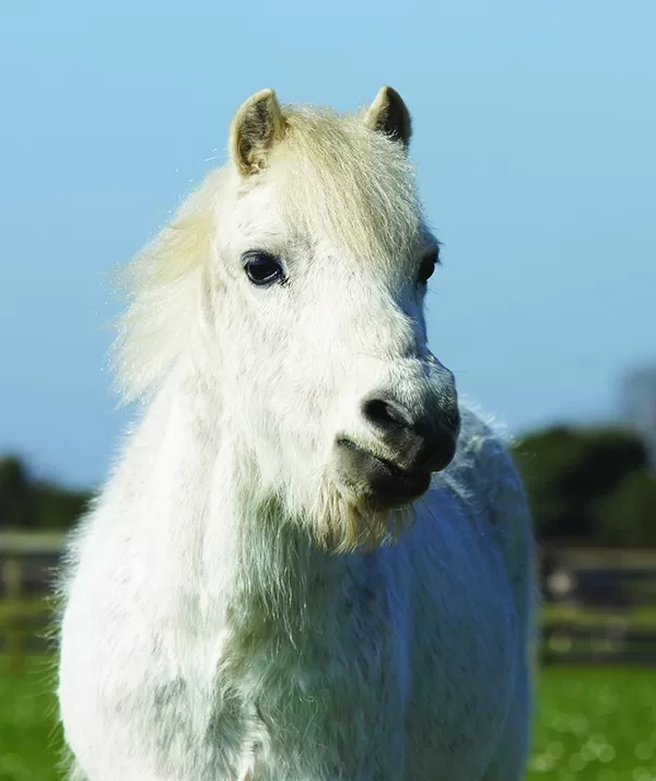 Redwings Horse Sanctuary - Strike a pose Sampson! It's your turn to be  Adoption Star of the Month! ⭐ ❤️ #CuteFridayPhoto Super cute Sampson lives  at Redwings Caldecott in Norfolk and you