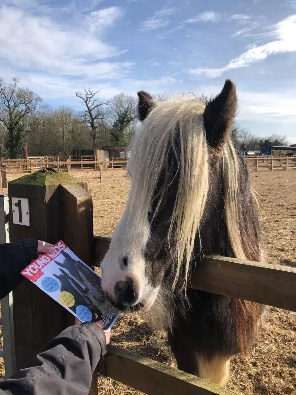 Redwings Horse Sanctuary to Partner With Humanity Wine Project - The Giving  List