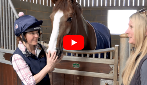 Piggy March - How to take your horses temperature
