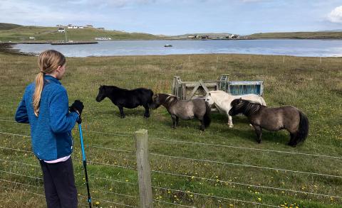 Izzy walking the Shetland Islands