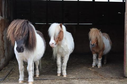 Fred, Reggie and Baby Face Nelson 