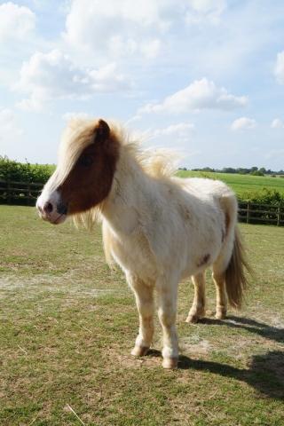 Reggie at Redwings Aylsham