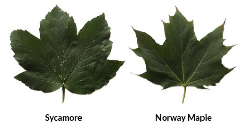 Sycamore and Norway Maple leaves