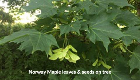 Norway Maple leaves with seeds on the tree