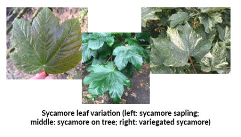Sycamore leaf variations