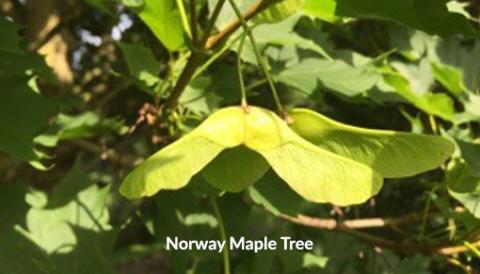 Norway Maple seeds on the tree