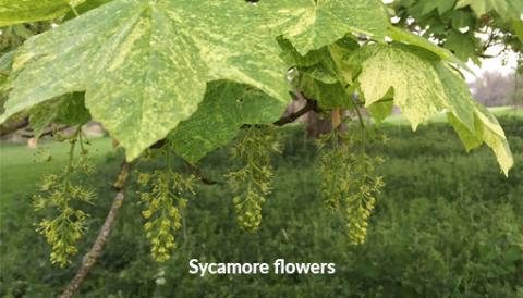 Sycamore flowers