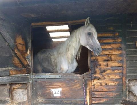 Arabian rescue horse