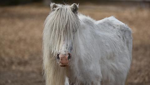 white horse in a field