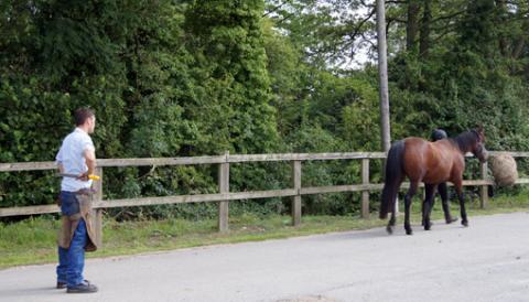 Farrier at work