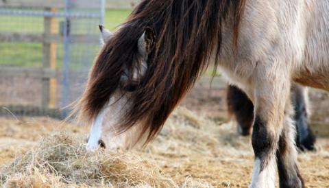 Horse feeding