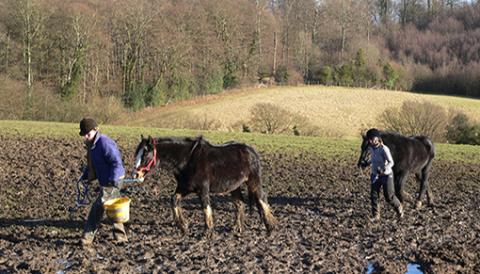 Horses being led to safety at Spindle Farm, Amersham