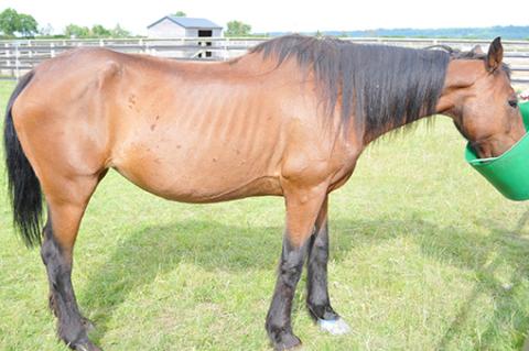 Brecon was rescued in 2009 from Welsh Commons