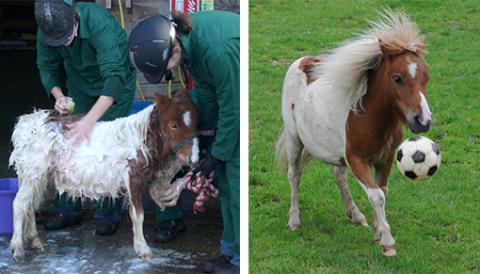 Pinocchio pictured shortly after his rescue and then playing football just weeks later