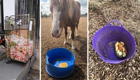Our horses have been enjoying some ice lollies made from donated apples, carrots and parsnips