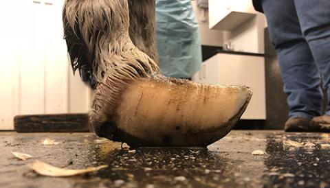 Poor Dotty's feet before receiving treatment