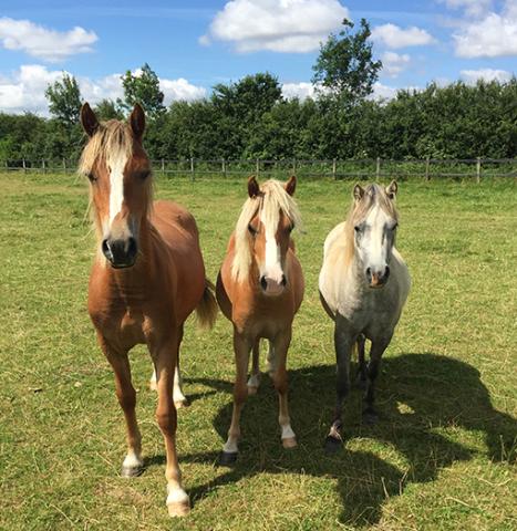 Flite, Maylie and Peggoty now live at Redwings' Behaviour Centre