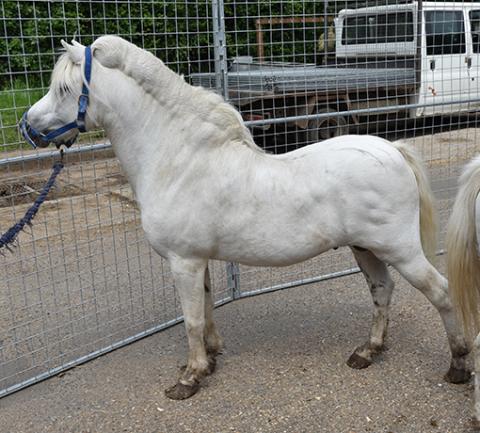 This is Pie, who was signed into Redwings care in 2016