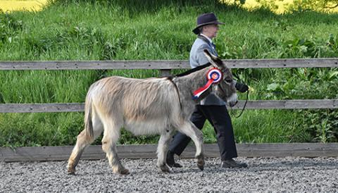 Reserve Supreme Champions Diana Dunstan and Perehill Tia