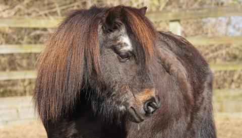 Former Adoption Star Harry Potter was a member of the Devon 43