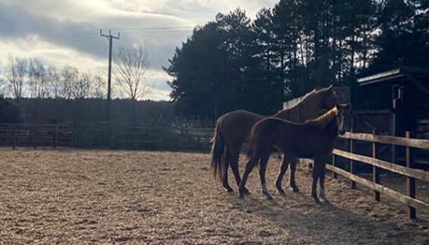 Elsa and Bruni settling in at one of our Sanctuary sites.