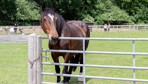 Carmen is now enjoying a happy and safe life at the Sanctuary