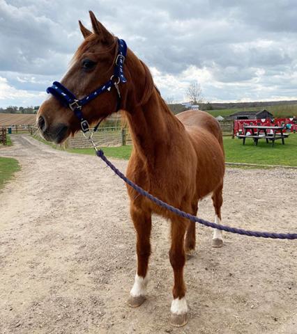 Zac upon his arrival at Redwings Aylsham this week.