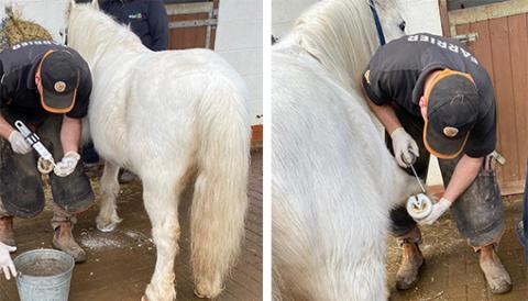 Boris being fitted with new imprint shoes by the farrier