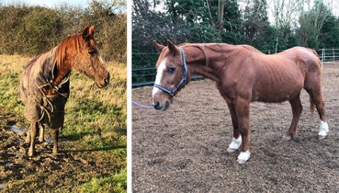 Zac pictured at his rescue in January (left) and now at the Sanctuary (right).