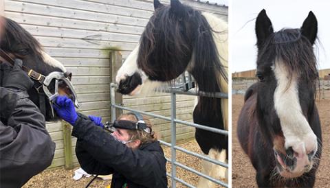 Snuffles undergoes a dental examination, with support from Muesli!