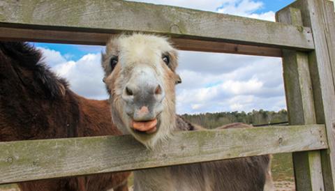 Cheeky Benny the donkey!