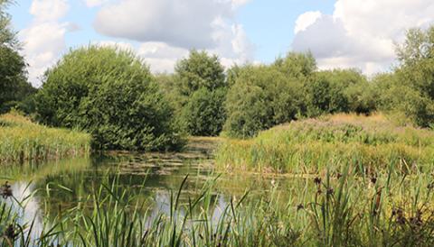 Wildlife ponds at Redwings Aylsham in bloom