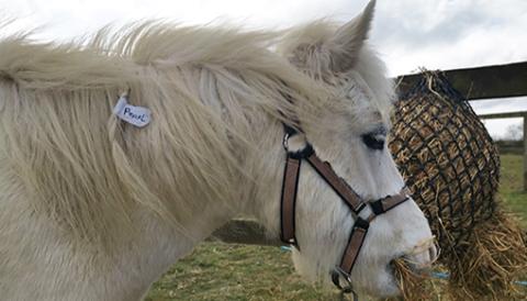 Pearl is one of the ponies with a name tag in her mane