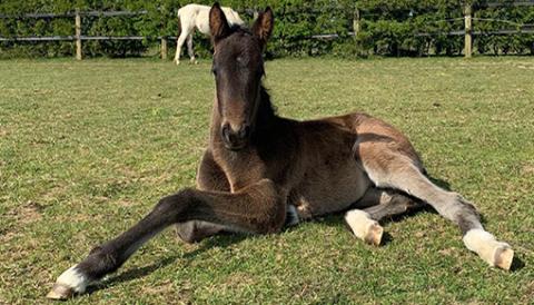 One of the gorgeous foals recently born at the Sanctuary