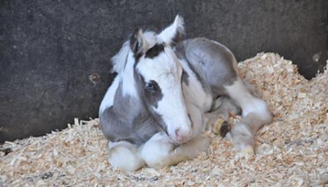 Whirl relaxes at the Redwings Horse Hospital