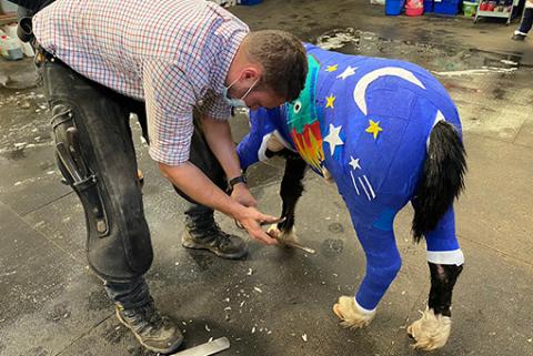 Phoenix is getting used to his farrier visits