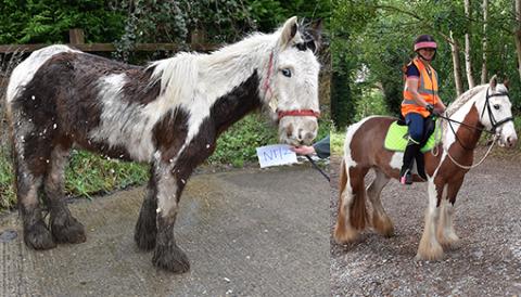 Cookie pictured at the time of her rescue and now in her Guardian home.