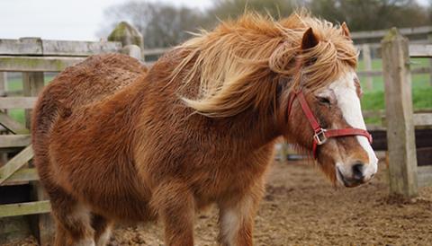Adoption Star Dolly is a 24-year-old cob